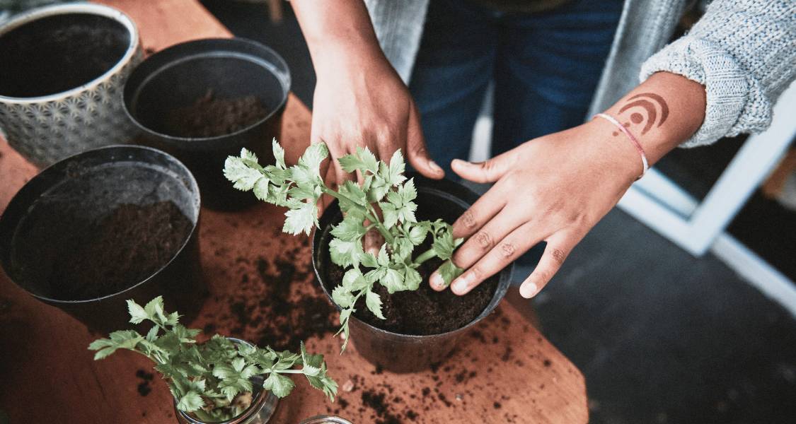 A woman's hands are shown carefully pressing down fresh soil in a pot for an indoor kitchen herb garden.